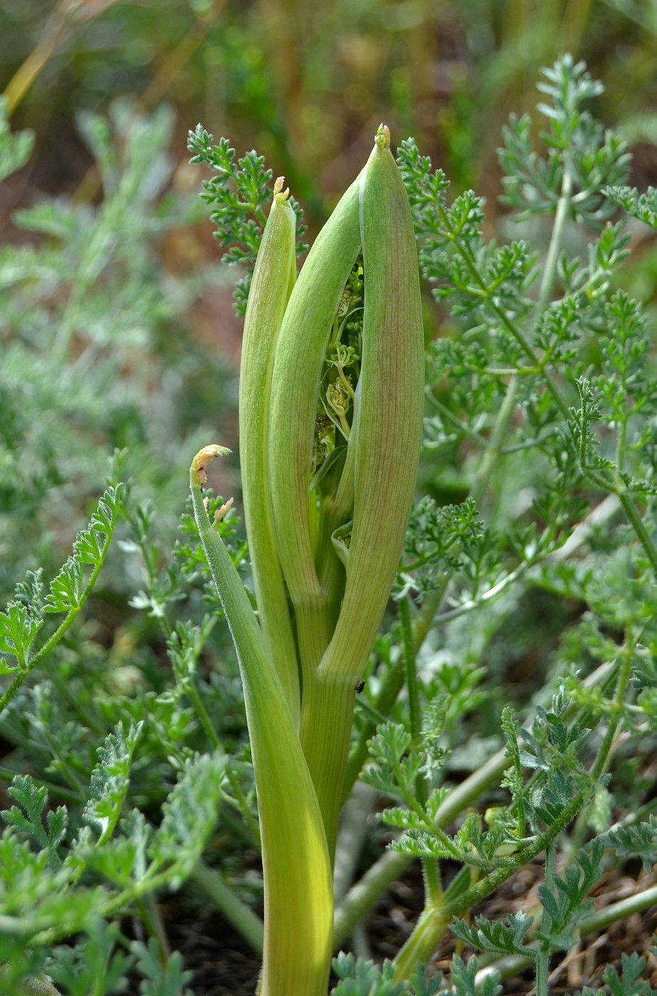 Изображение особи Ferula caspica.