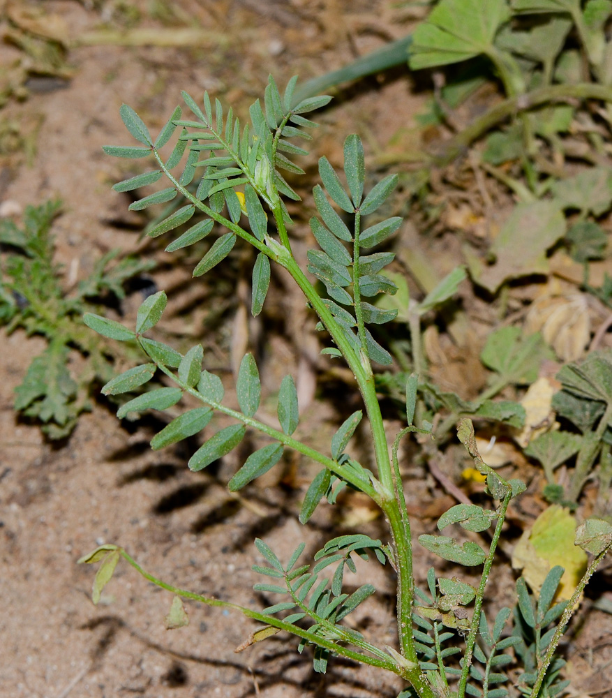 Image of Hippocrepis multisiliquosa specimen.