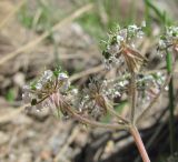 Chaerophyllum humile