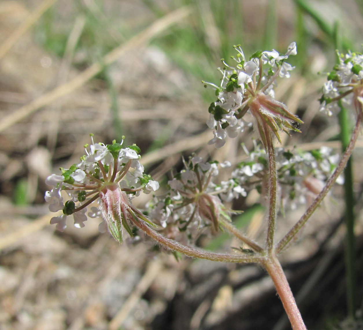 Изображение особи Chaerophyllum humile.