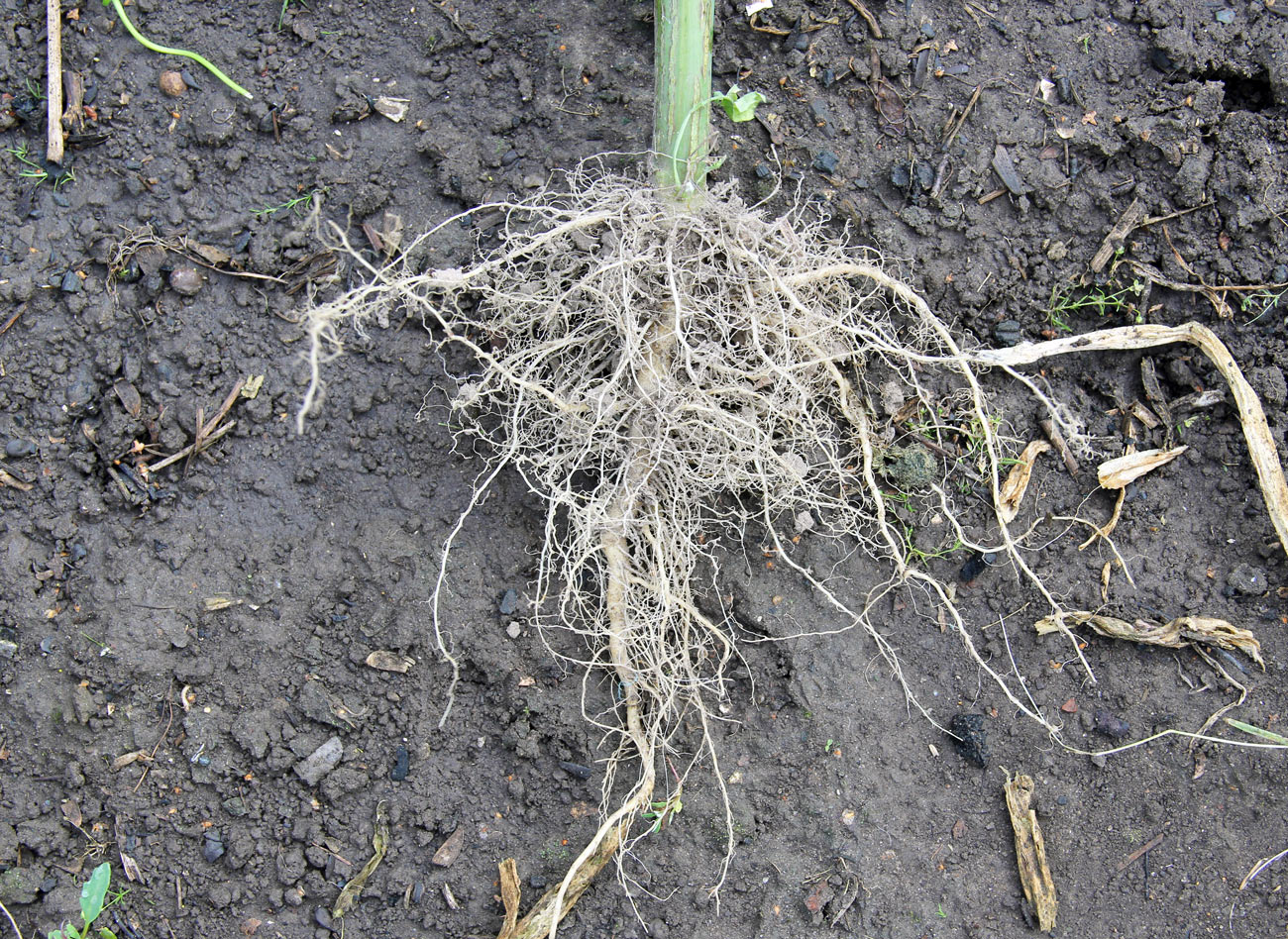 Image of Sonchus oleraceus specimen.