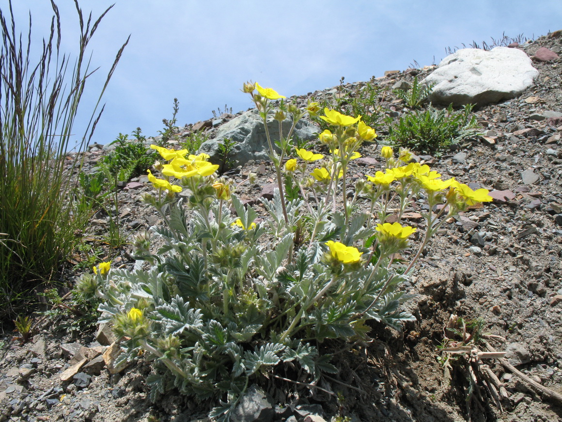 Изображение особи Potentilla hololeuca.