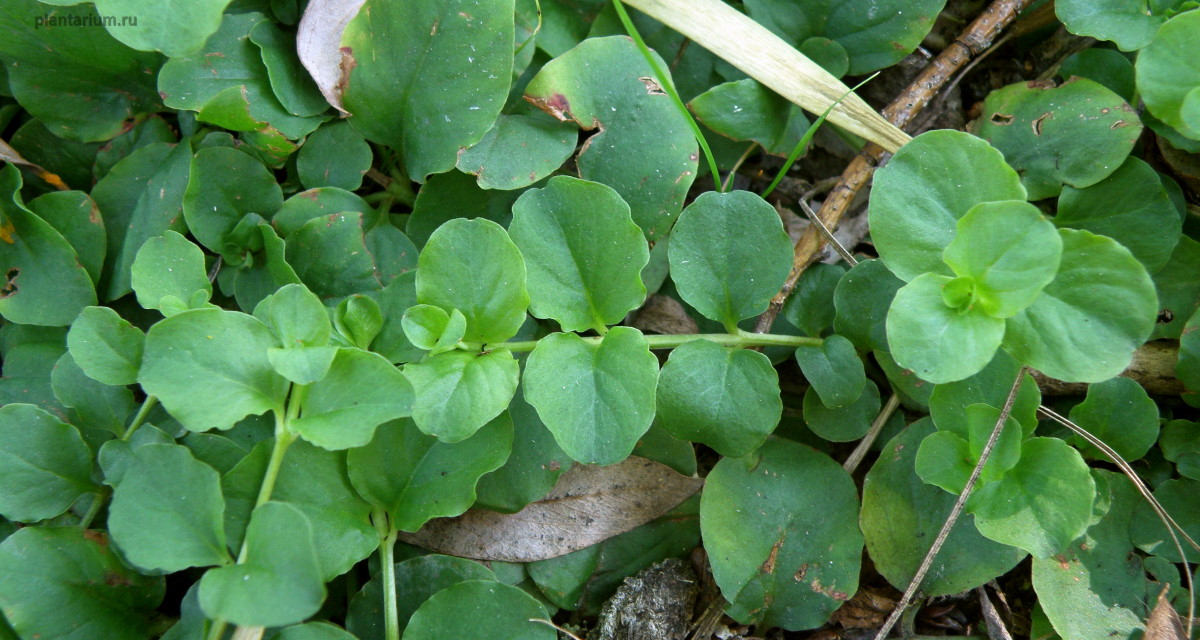 Изображение особи Lysimachia nummularia.