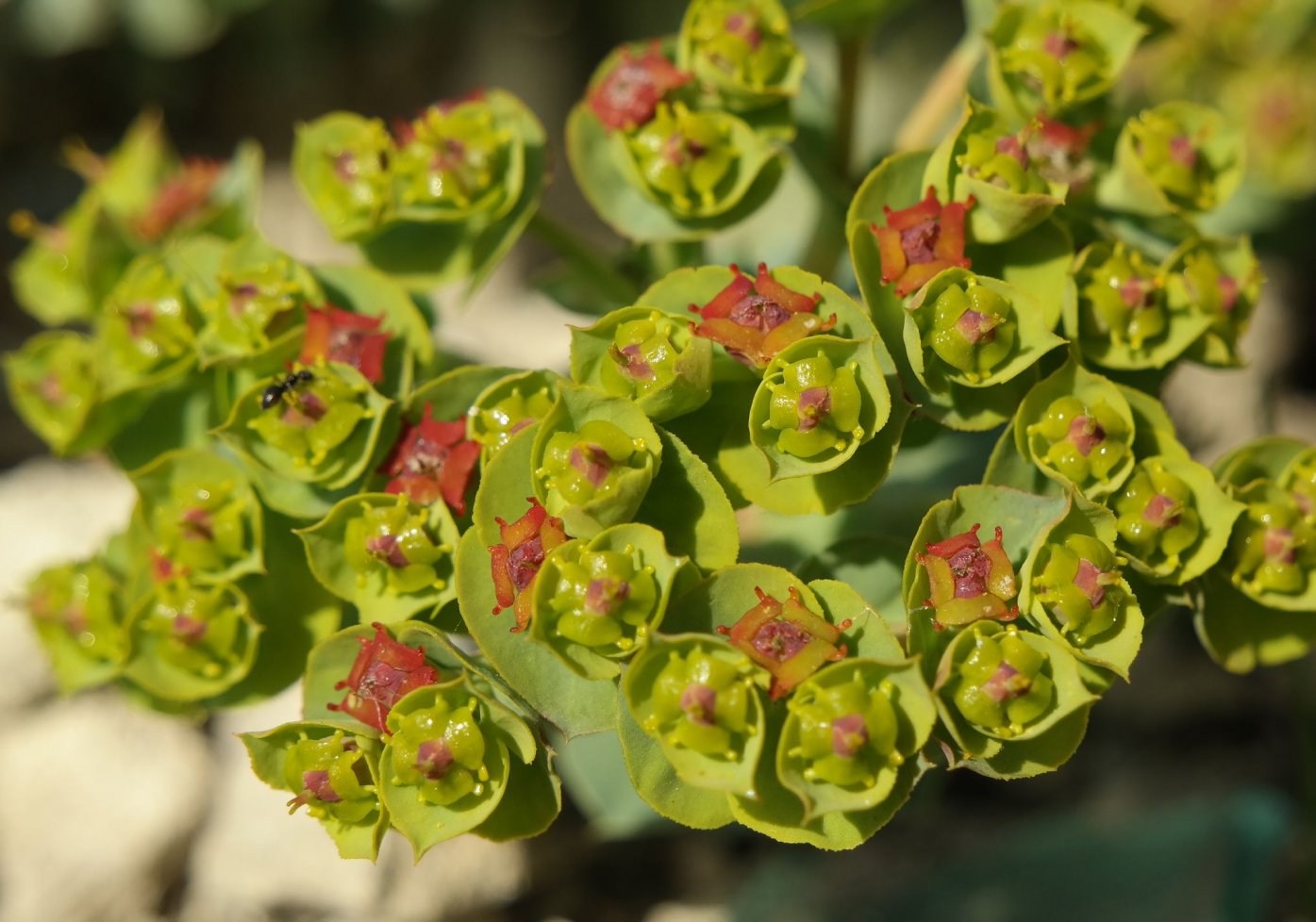 Image of Euphorbia myrsinites specimen.