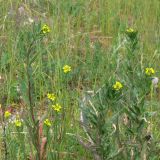 Erysimum cheiranthoides