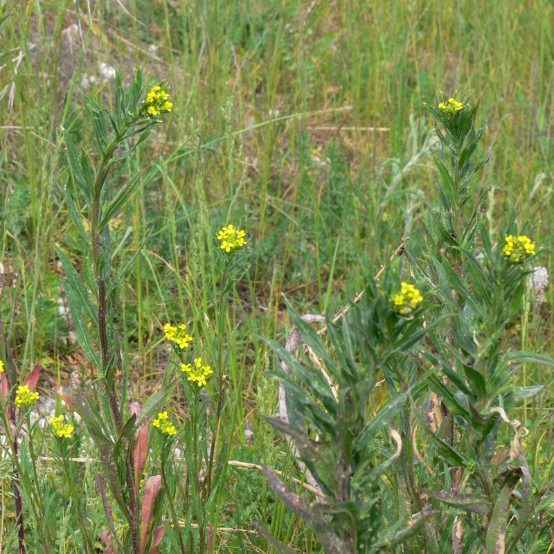 Изображение особи Erysimum cheiranthoides.