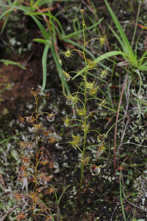 Изображение особи Drosera peltata.