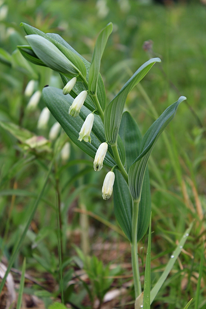 Image of Polygonatum odoratum specimen.