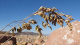 Poa alpina