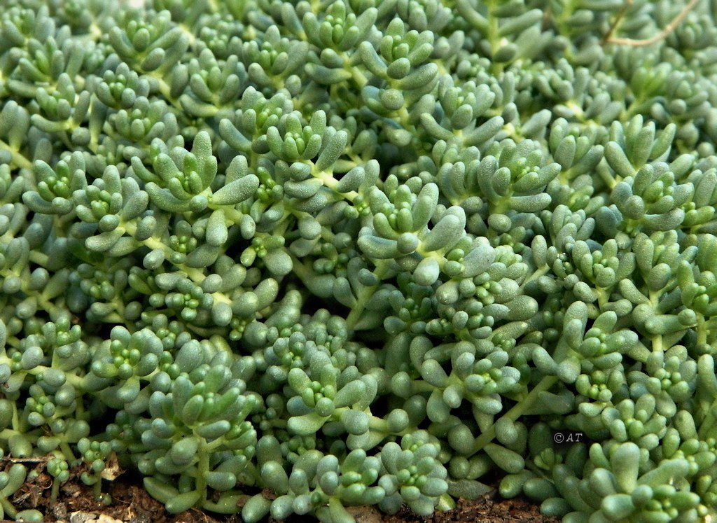 Изображение особи Sedum album.