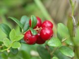 Vaccinium vitis-idaea. Ветвь с плодами. Архангельская обл., Приморский р-н, ур. Куртяево. Конец августа.