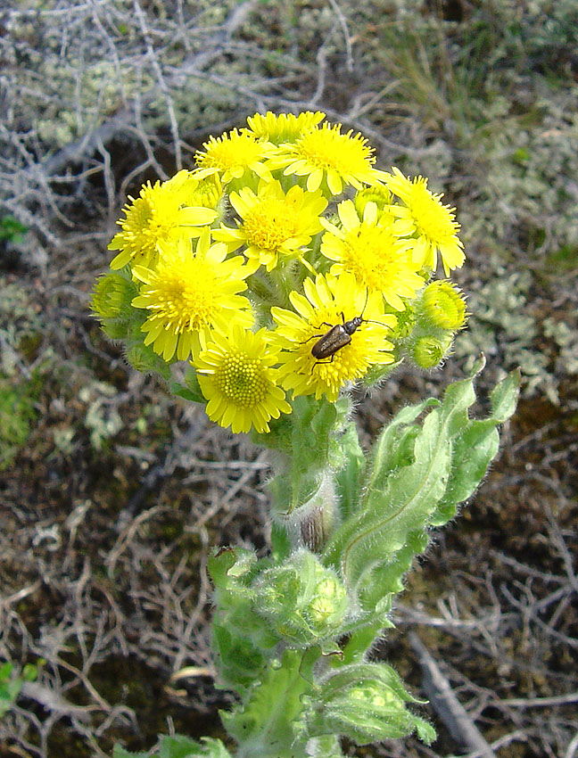 Image of Tephroseris palustris specimen.