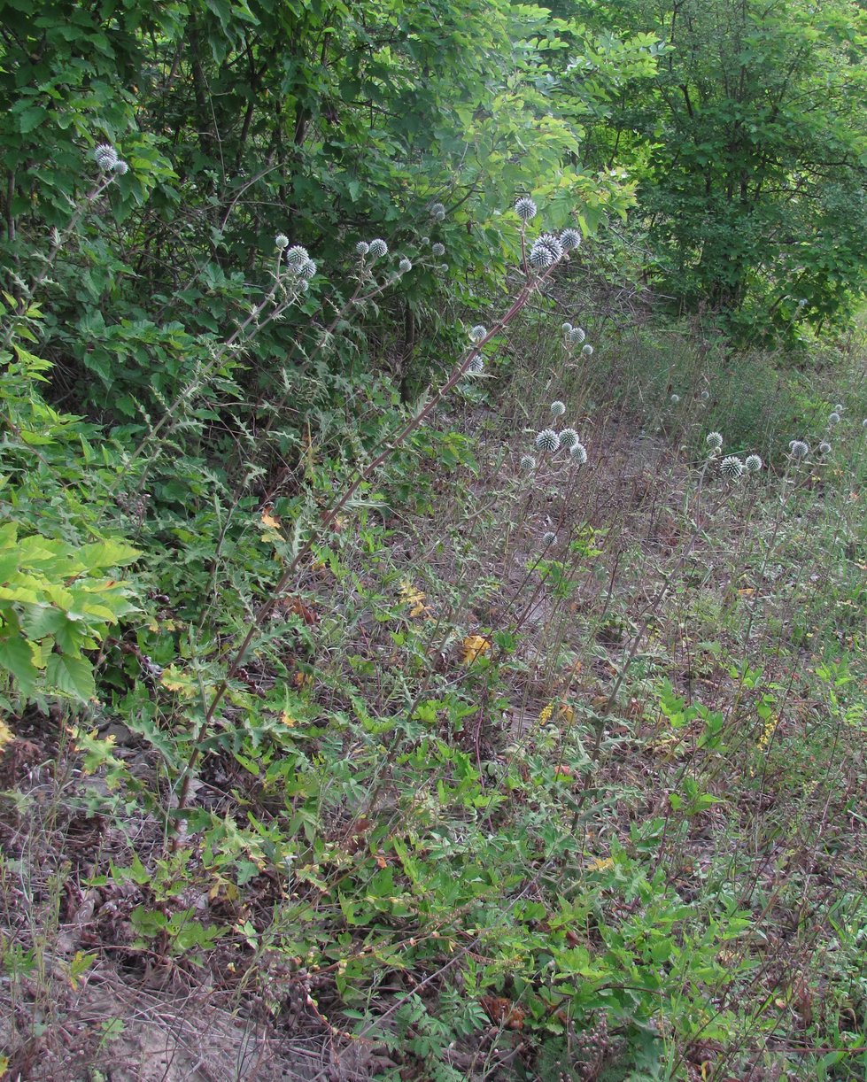 Image of Echinops sphaerocephalus specimen.