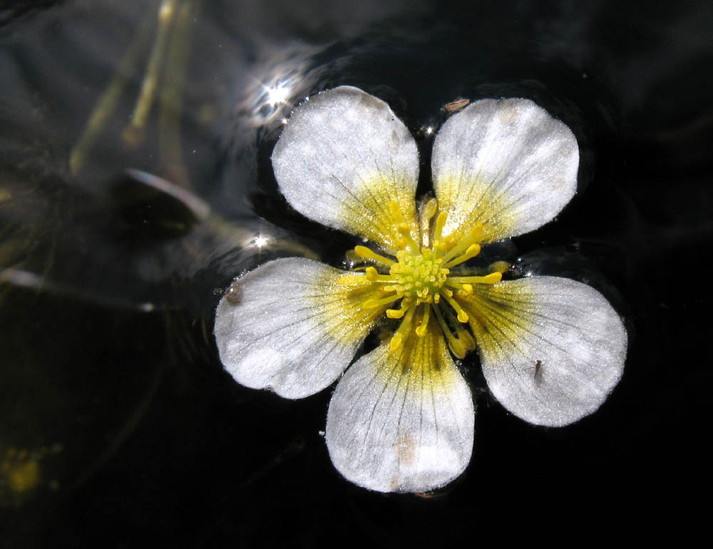 Изображение особи Ranunculus circinatus.