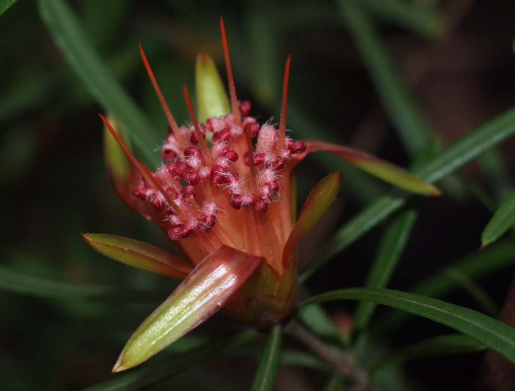 Изображение особи Lambertia formosa.