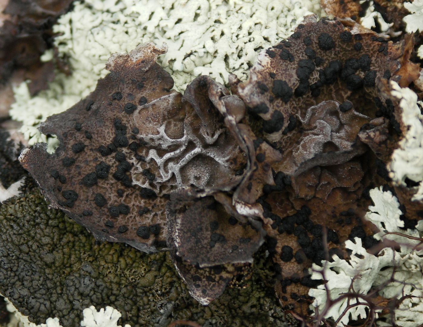 Image of Umbilicaria arctica specimen.