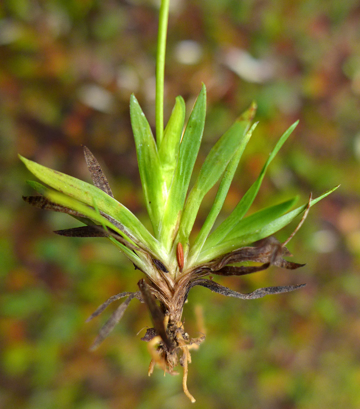Image of Tofieldia pusilla specimen.