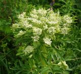 Pleurospermum uralense. Центральное и пазушные соцветия в бутонах. Восточный Казахстан, Кокпектинский р-н, 25 км в горы от с. Пантелеймоновка, ≈ 1000 м н.у.м., просека в лесу. 13.06.2016.