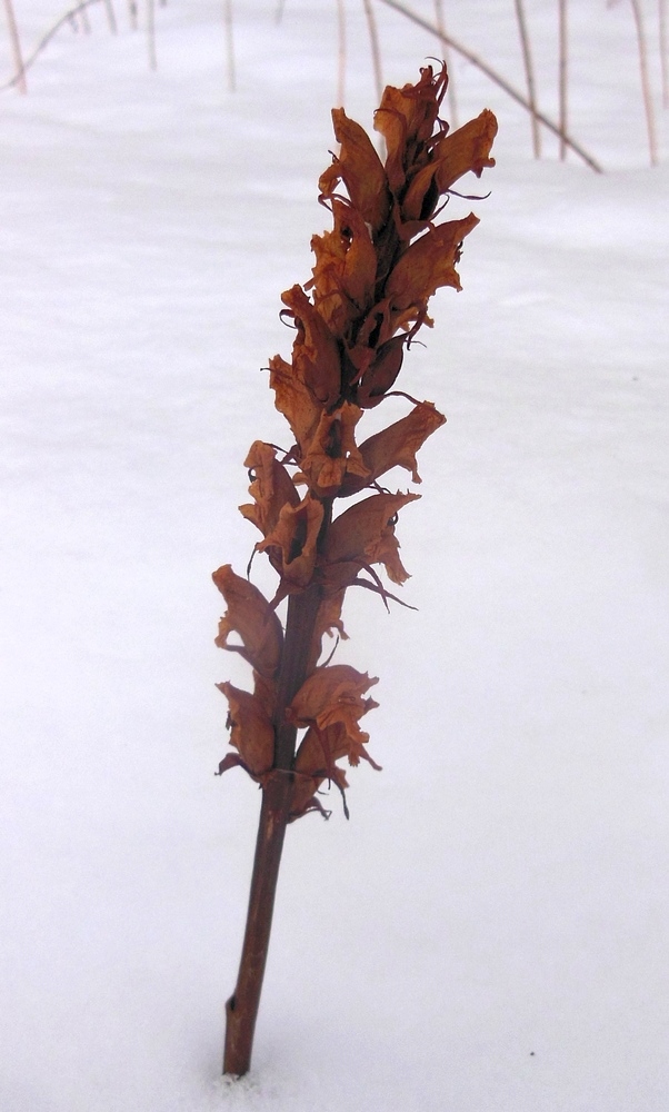 Image of Orobanche pallidiflora specimen.