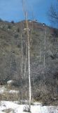 Betula pendula