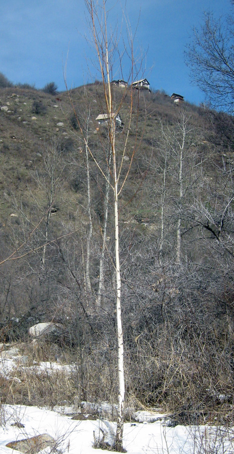 Image of Betula pendula specimen.