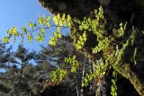 Adiantum capillus-veneris