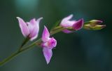 Cephalanthera rubra