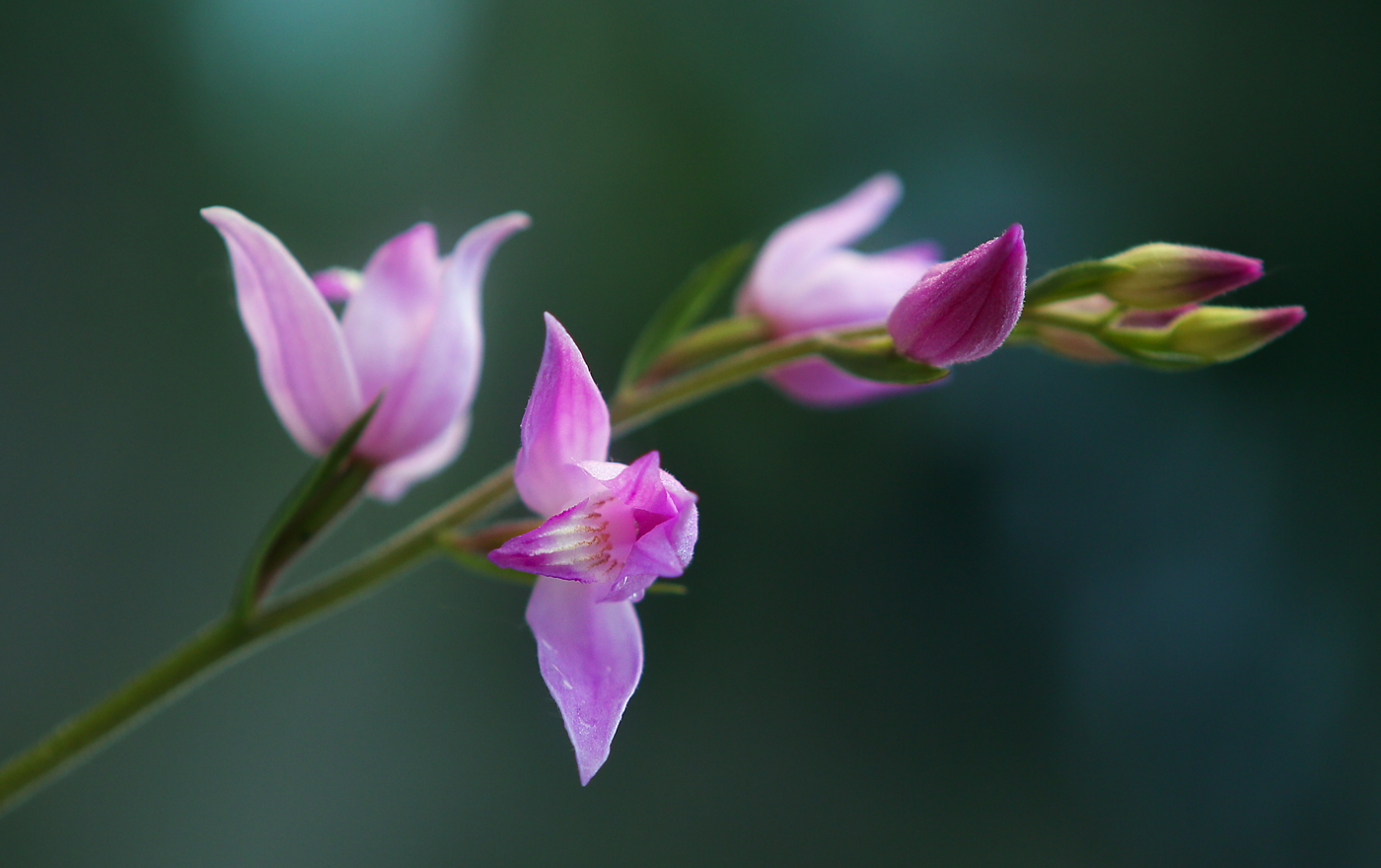 Image of Cephalanthera rubra specimen.