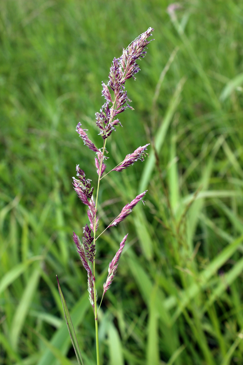 Image of Phalaroides arundinacea specimen.