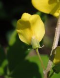 Laburnum anagyroides