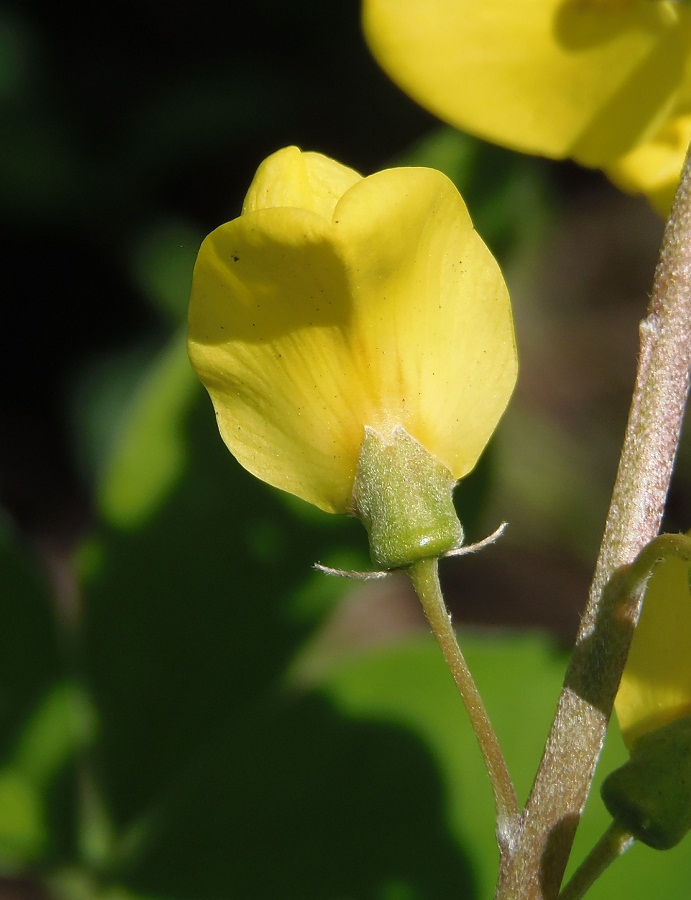 Изображение особи Laburnum anagyroides.