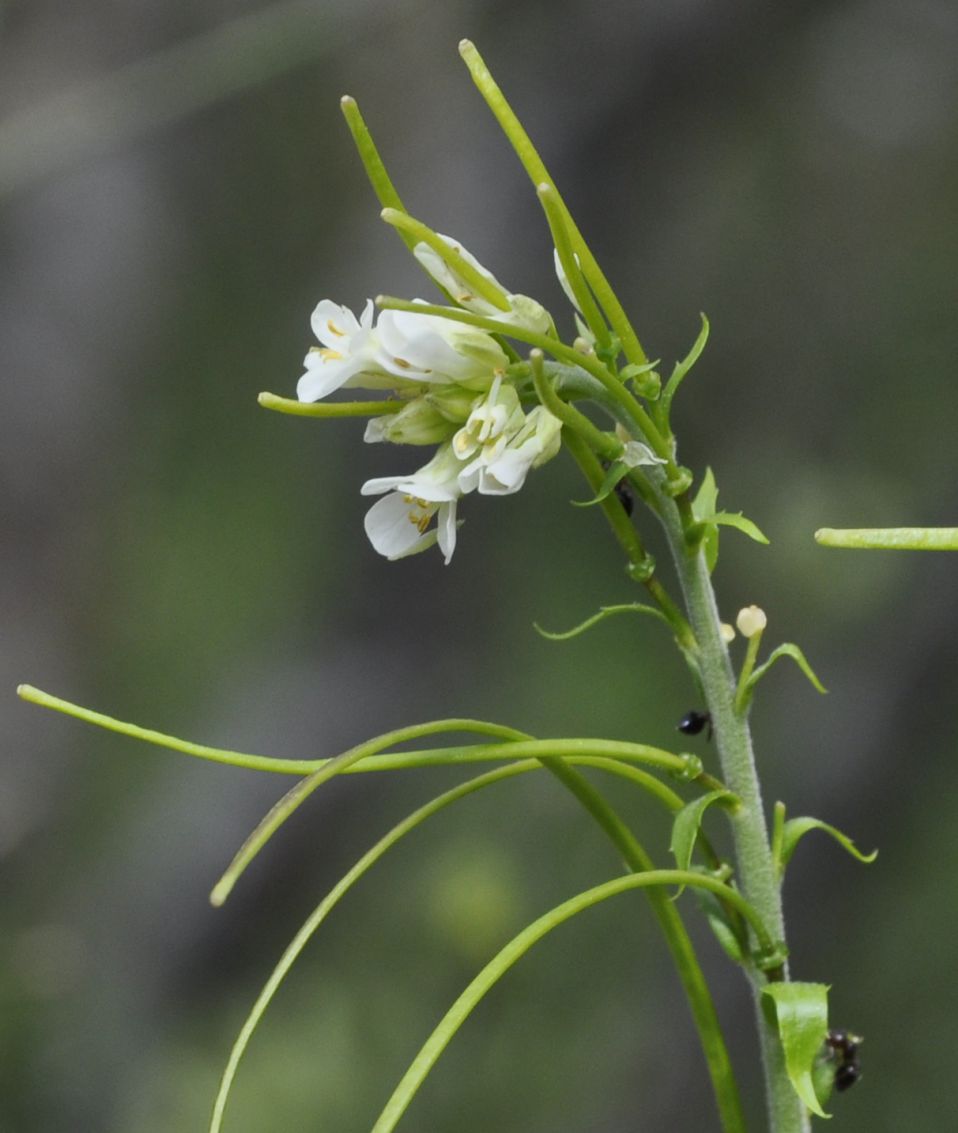 Image of Arabis turrita specimen.