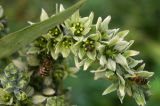 Veratrum album