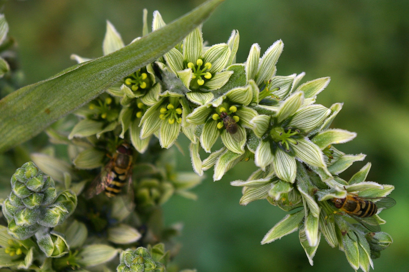 Изображение особи Veratrum album.