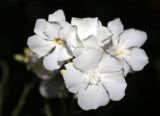 Nerium oleander