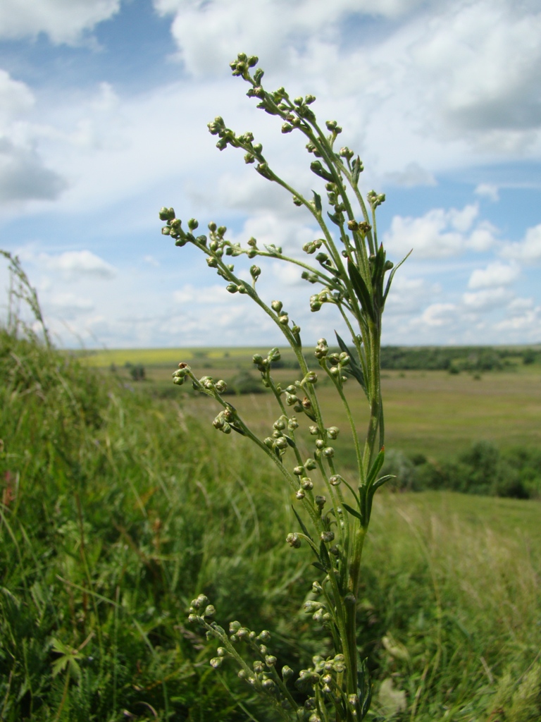 Изображение особи Artemisia latifolia.