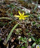 Gagea germainae