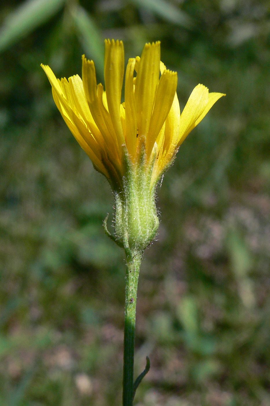 Изображение особи Crepis tectorum.