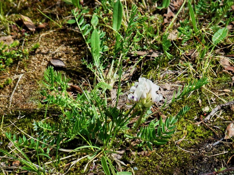 Image of Oxytropis sordida specimen.