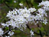 Prunus spinosa. Часть ветки цветущего растения. Украина, Ивано-Франковская обл., Болеховский горсовет, Поляницкий сельсовет, Поляницкий региональный ландшафтный парк, опушка букового леса, берег речки. 15.04.2017.