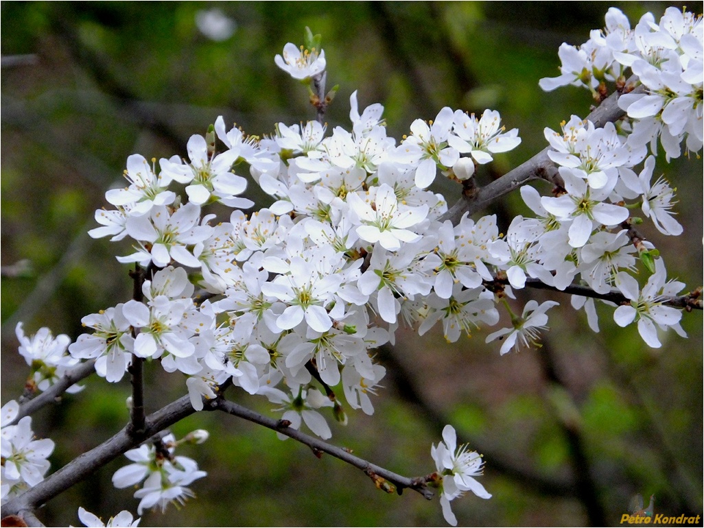 Image of Prunus spinosa specimen.