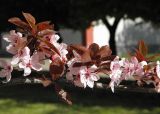 Prunus cerasifera разновидность pissardii. Часть ветви с листьями и цветками. Украина, г. Луганск, в культуре. 28.04.2017.