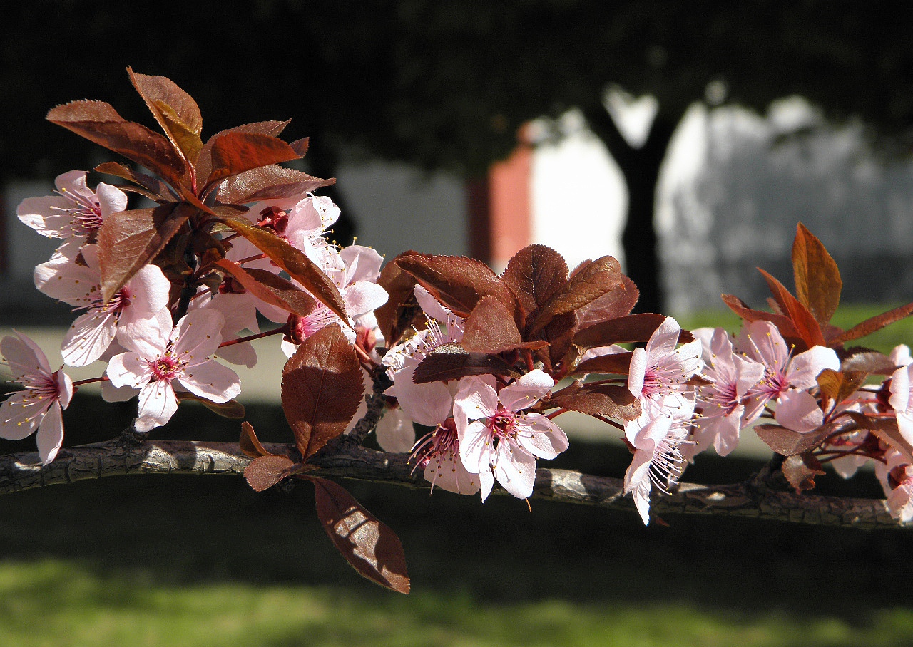 Image of Prunus cerasifera var. pissardii specimen.