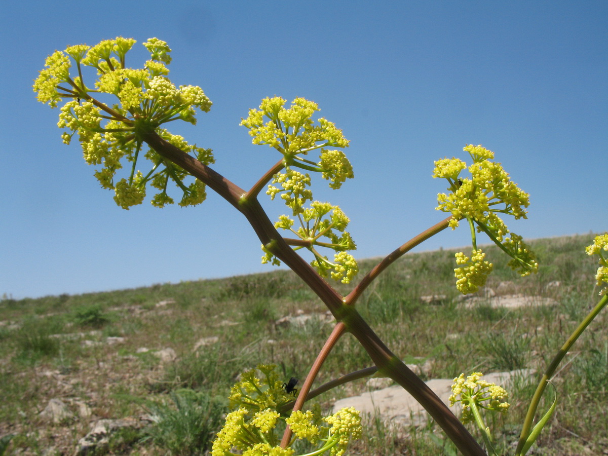 Изображение особи Ferula pallida.