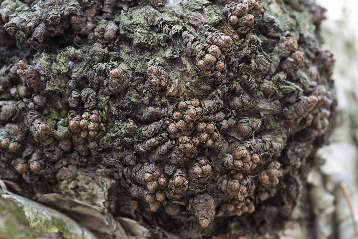 Image of genus Betula specimen.