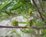 Salix daphnoides. Часть побега с соплодиями. Литва, г. Клайпеда, Куршская коса, Смильтине. 21.05.2017.