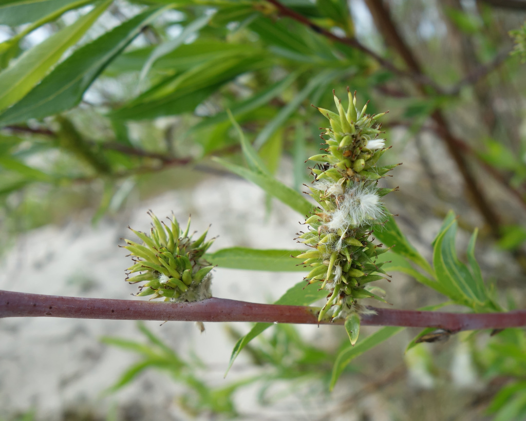 Image of Salix daphnoides specimen.