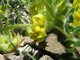 Astragalus lithophilus. Цветки. Казахстан, Сев. Тянь-Шань, Заилийский Алатау в окр. г. Алматы, Большое Алматинское ущ., р-н Космостанции, 3300 м н.у.м., каменистый склон южной экспозиции. 29 мая 2017 г.
