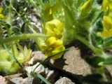 Astragalus lithophilus