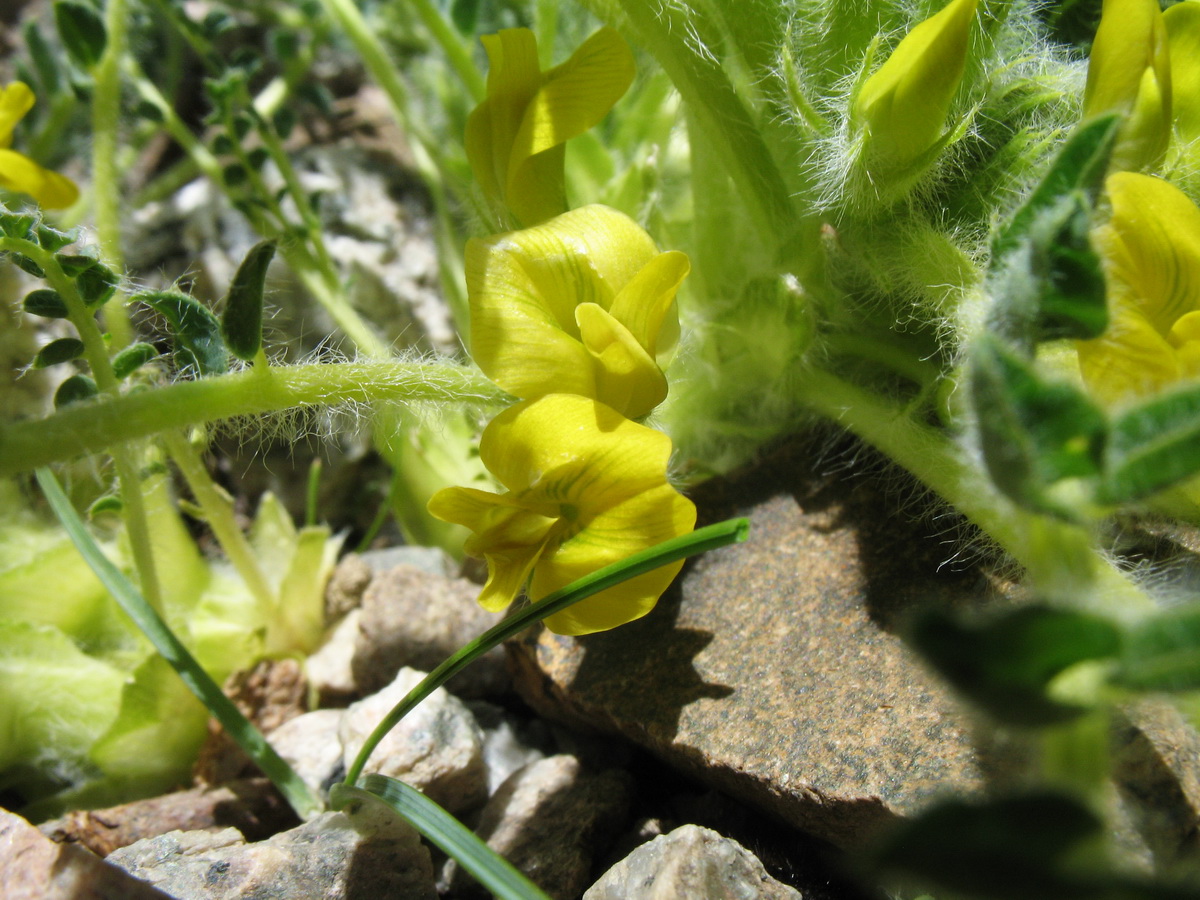 Изображение особи Astragalus lithophilus.